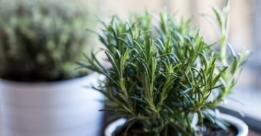 Выращивание розмарина дома в горшке