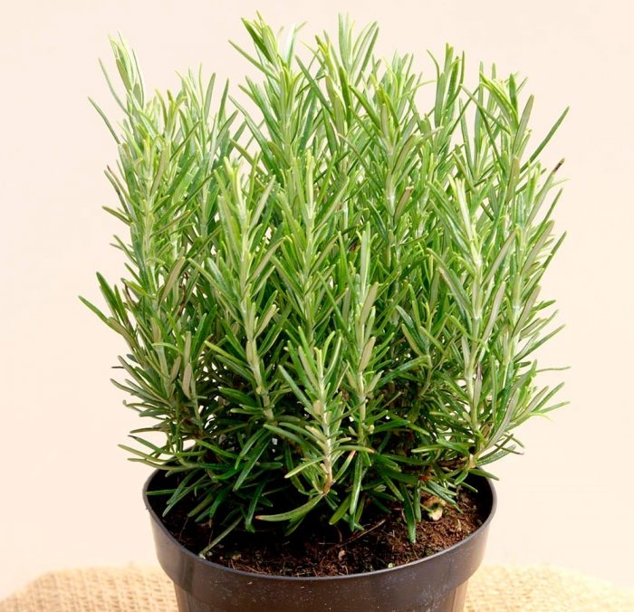 розмарин лечебные свойства и противопоказания фото