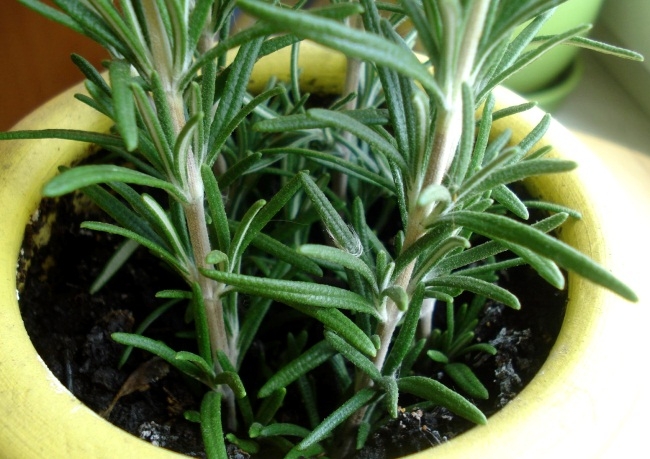 розмарин уход в домашних условиях