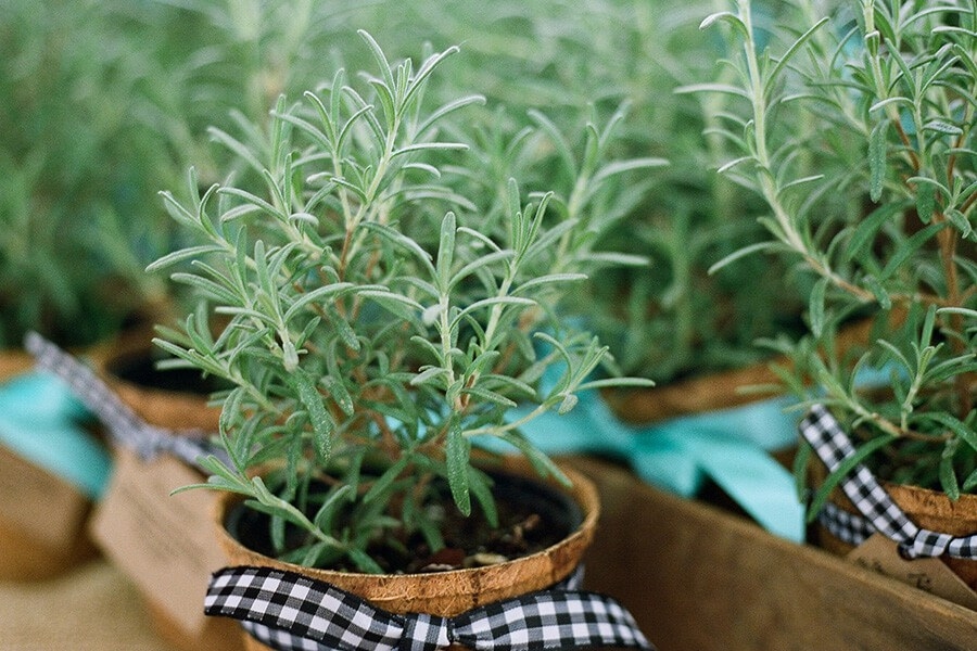 розмарин лечебные свойства и противопоказания фото