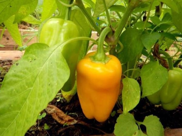 перец тритон описание