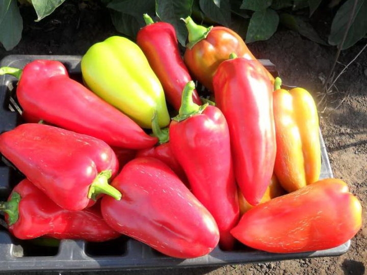 выращивание болгарского перца