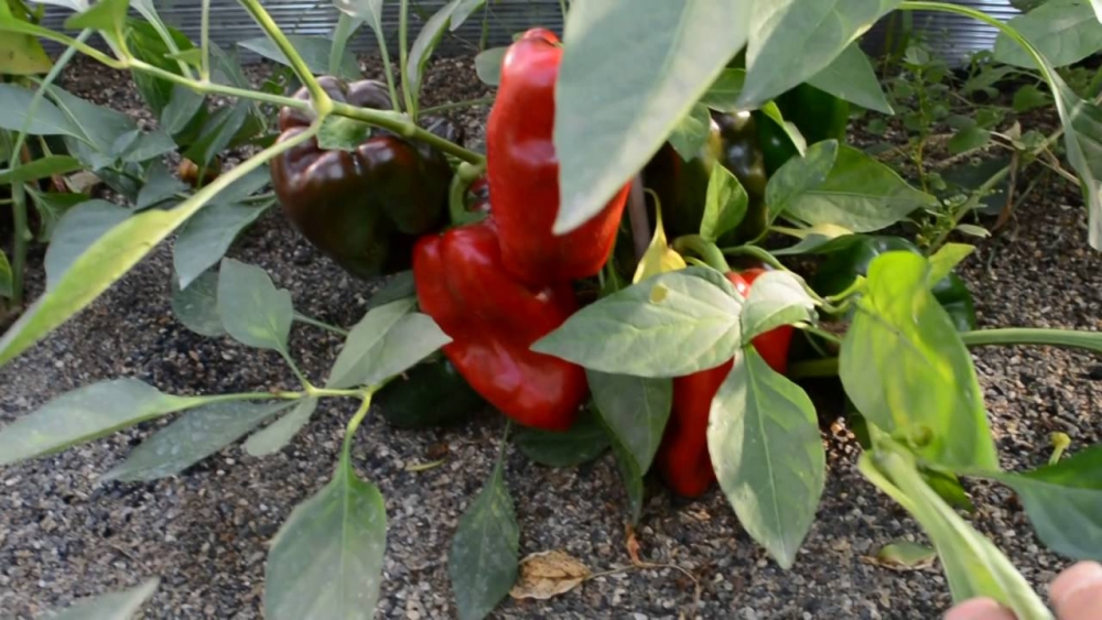 семена перца сладкого раннего толстостенного