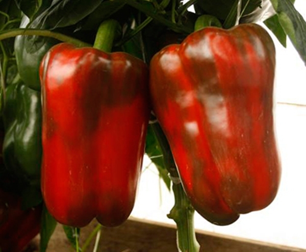 семена перца сладкого раннего толстостенного