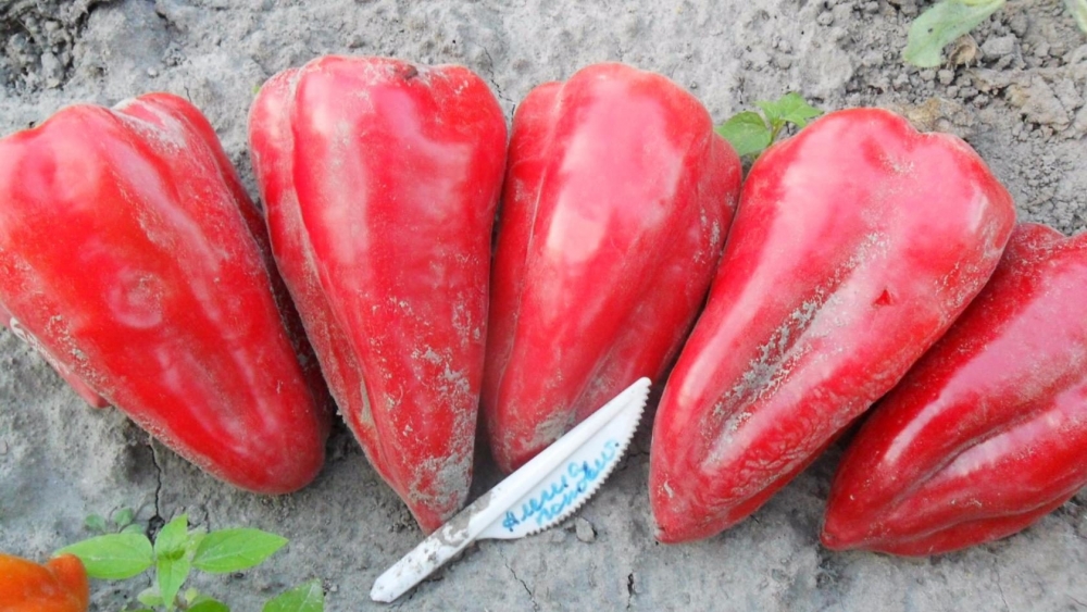 перец тритон описание