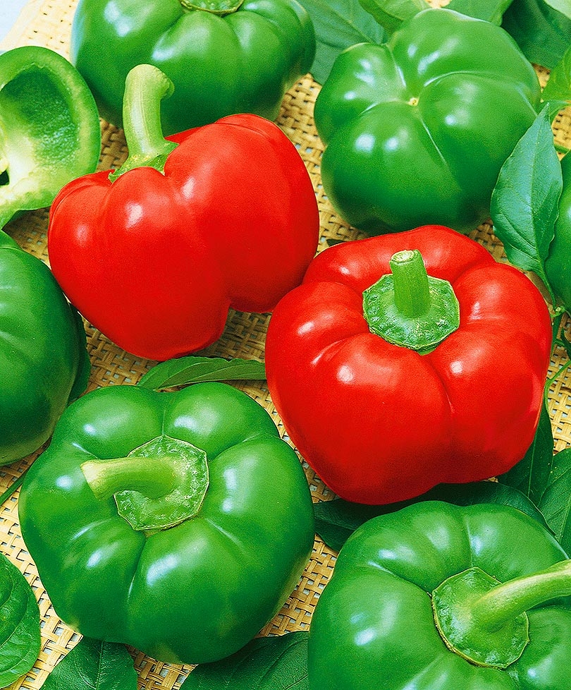 сорта сладкого перца с толстыми стенками