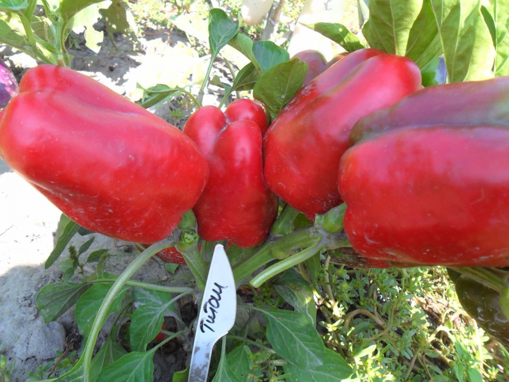 перец тритон описание