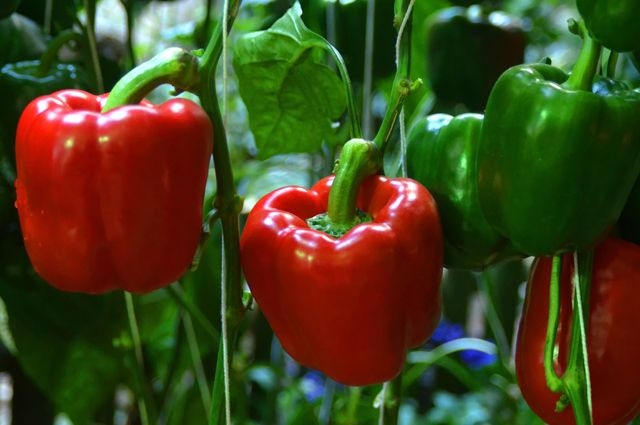 красный болгарский перец польза и вред