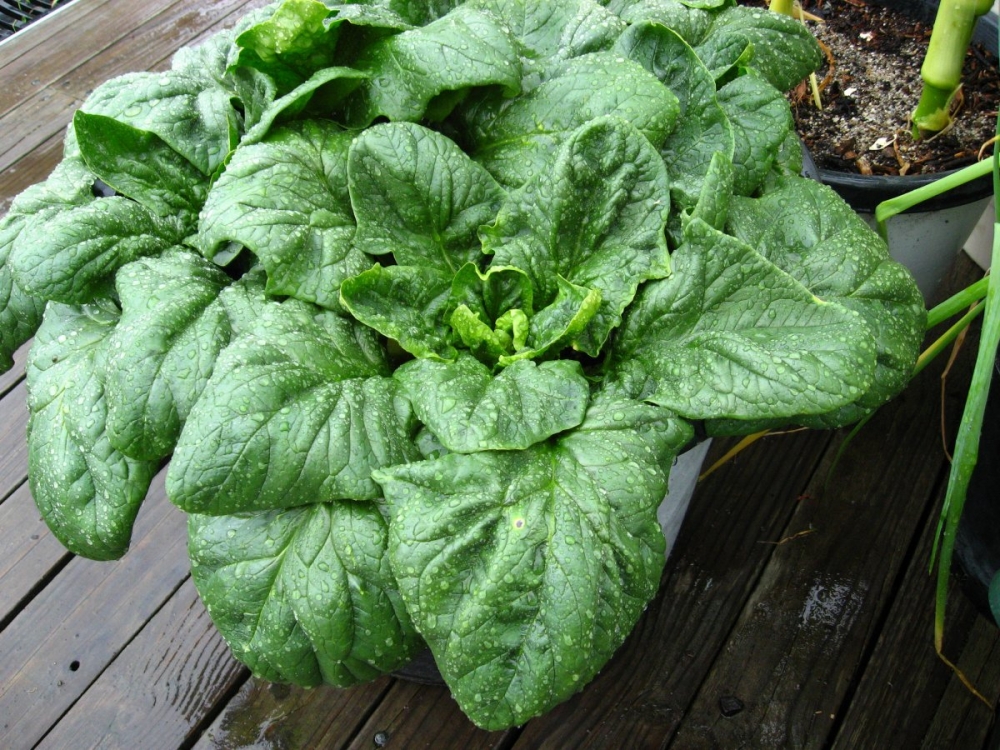 шпинат польза и вред