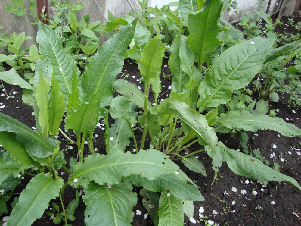 шпинат фото что это такое на вкус