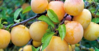 слива Белая Медовая