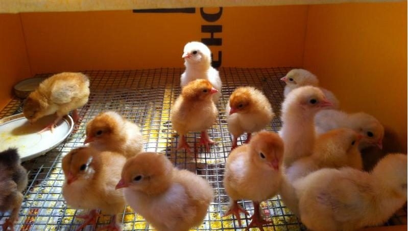 клеточное содержание бройлеров в домашних условиях