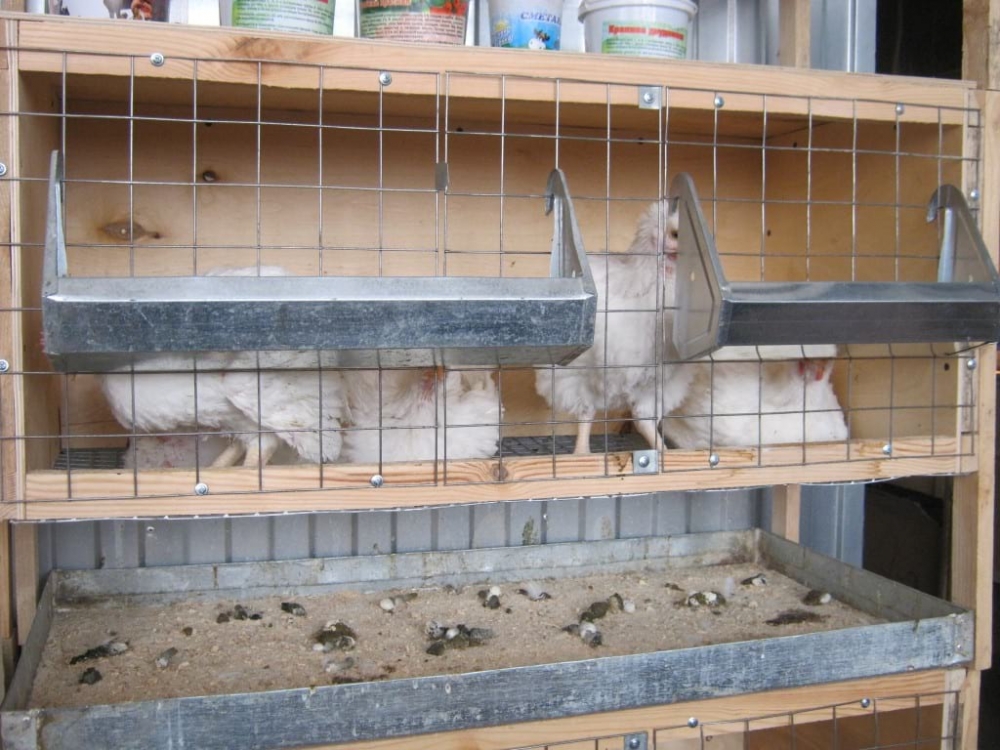 Содержание бройлеров в клетках в домашних условиях: выгоды и ...