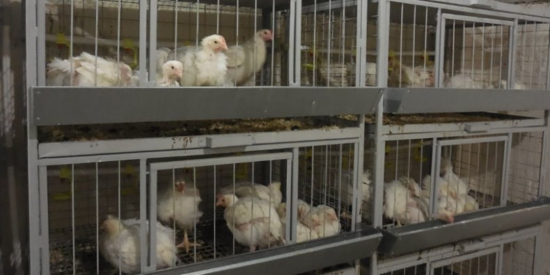 содержание бройлеров в клетках