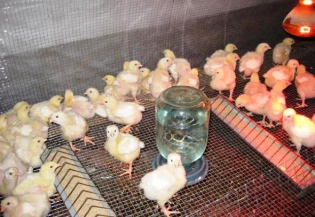 содержание бройлеров в клетках