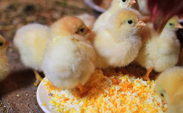 выращивание бройлеров в клетках