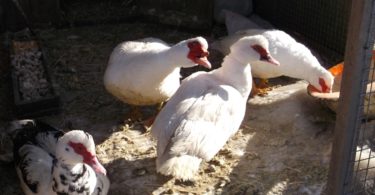 индоутки зимой