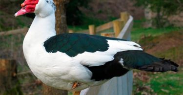 нужно держать индоуток на мясо