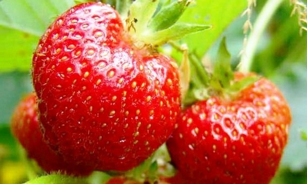 сорта клубники для сибири