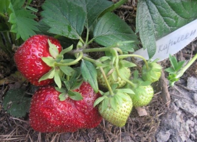 новые сорта клубники