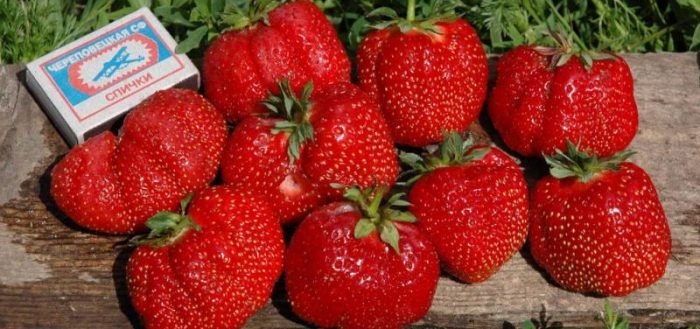 сорта клубники для сибири