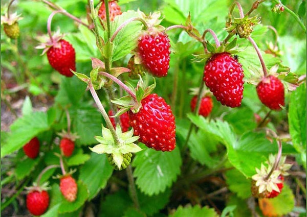 сорта клубники для сибири