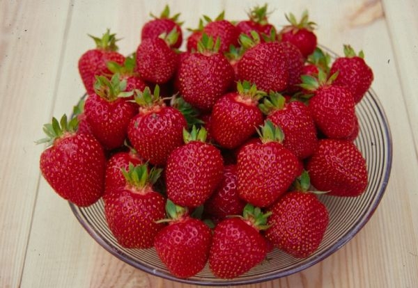 новые сорта клубники