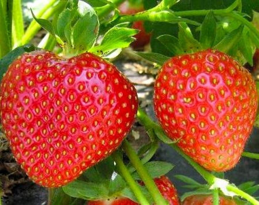 новые сорта клубники