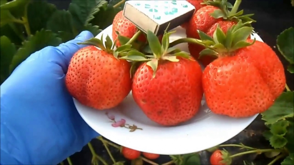 земляника садовая крупноплодная сорта