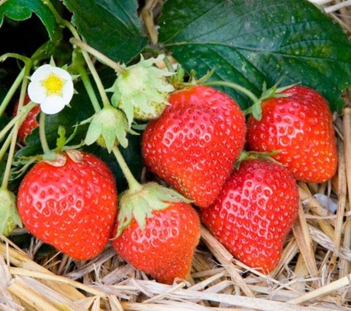 земляника садовая крупноплодная сорта