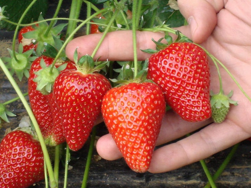 новые сорта клубники