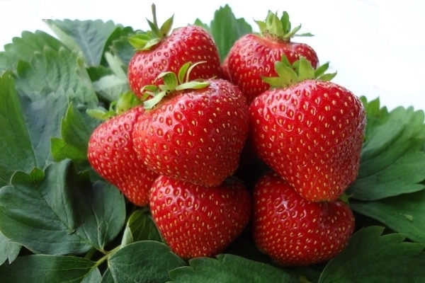 сорта клубники для сибири