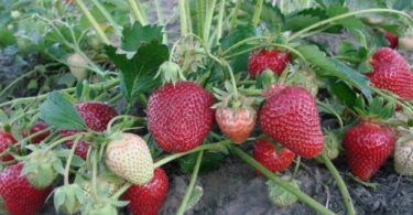 Cорта клубники