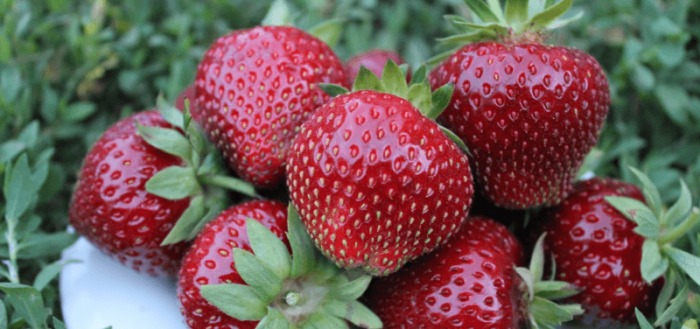 земляника садовая крупноплодная сорта