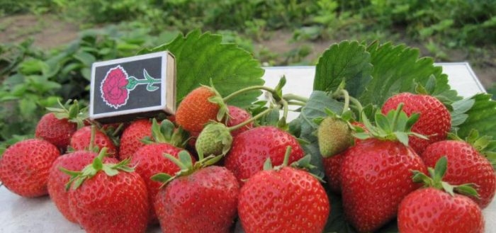 сорта клубники с фотографиями и описанием