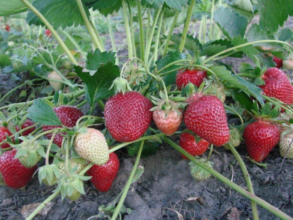 новые сорта клубники