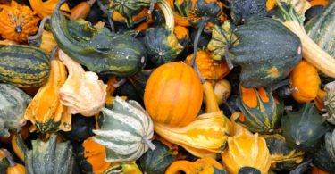 Сорта тыквы