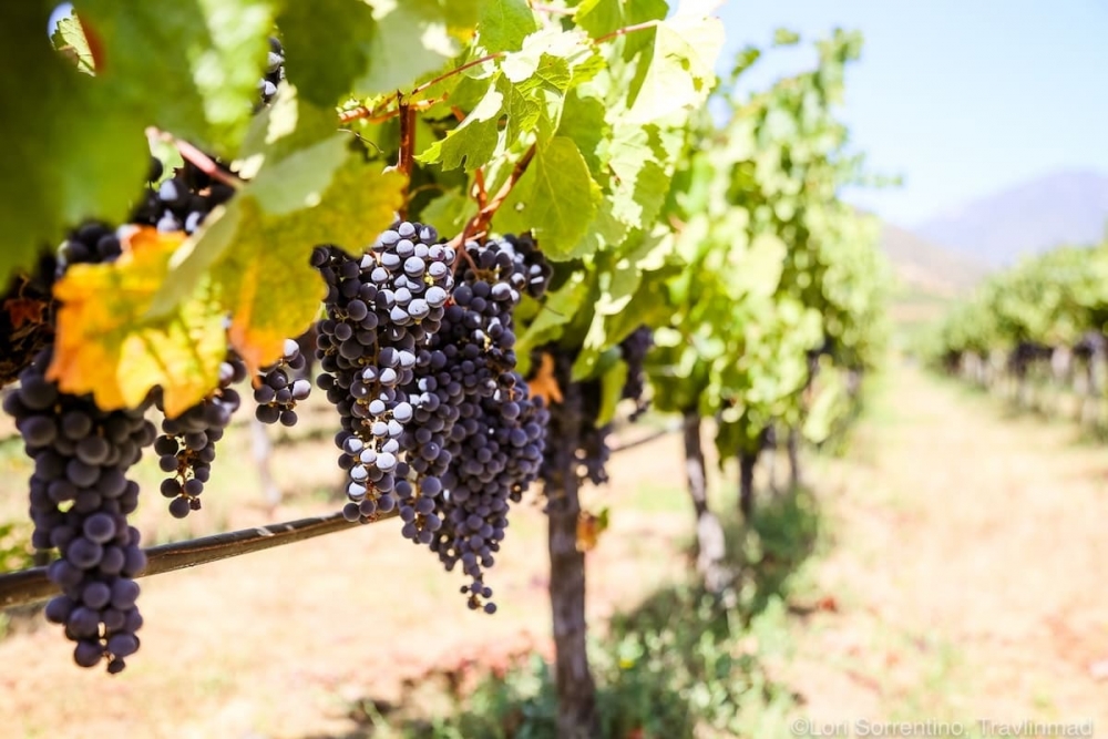 сорта винограда для красного вина