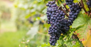 виноград для вина