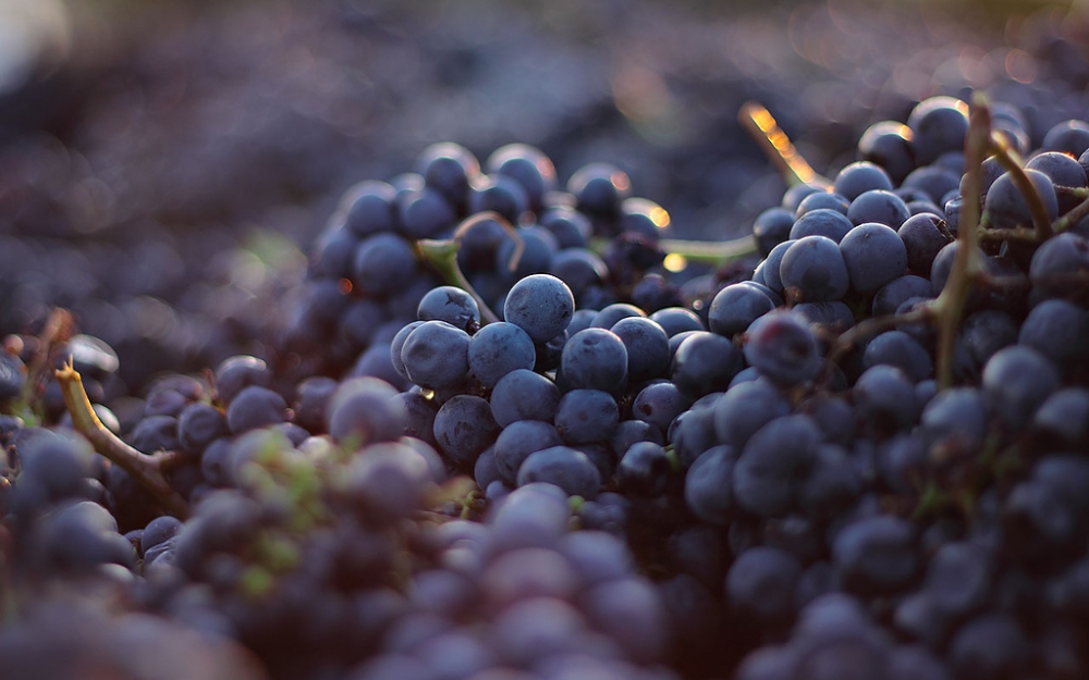 сорта винограда для красного вина