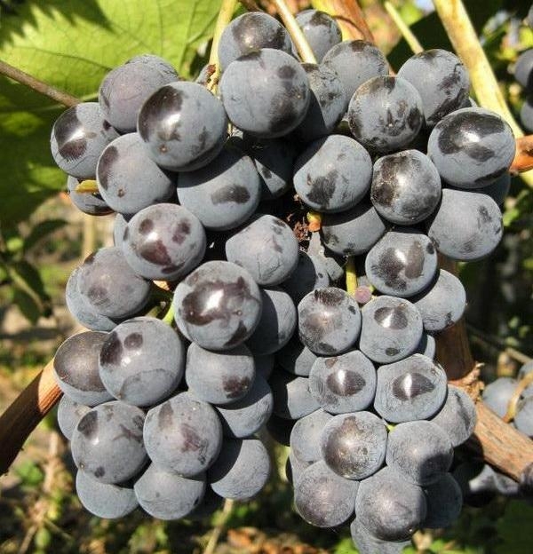 сорта винограда для вина