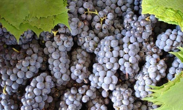 винные сорта винограда фото и описание