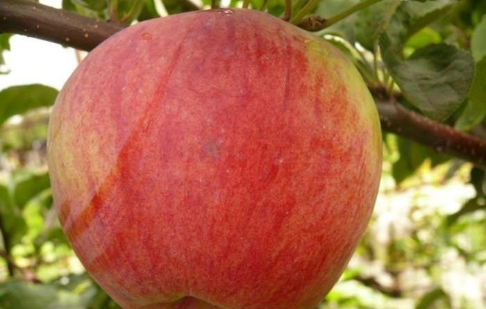 сорта яблок список по алфавиту