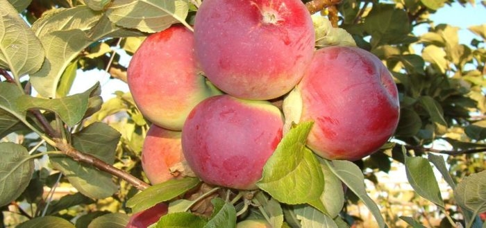 сорта красных яблок фото с названием