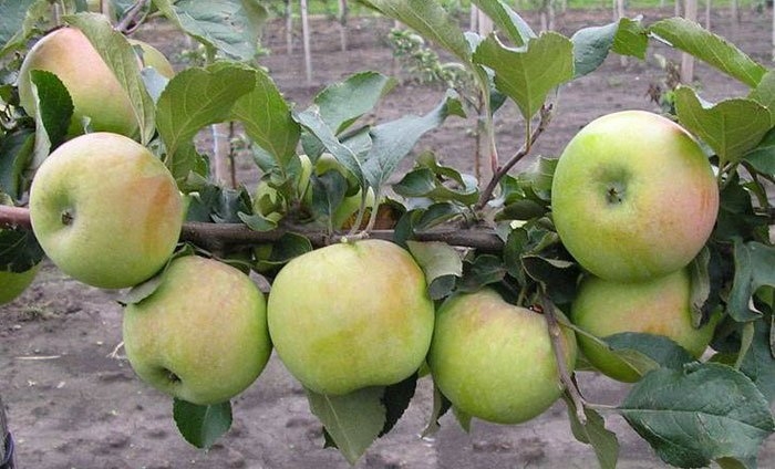 поздние сорта яблок фото с названием