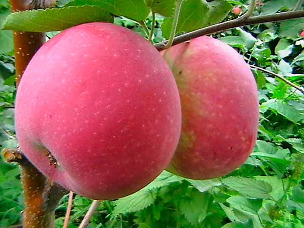 сорта яблок список по алфавиту