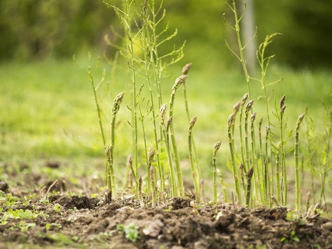 спаржа выращивание из семян