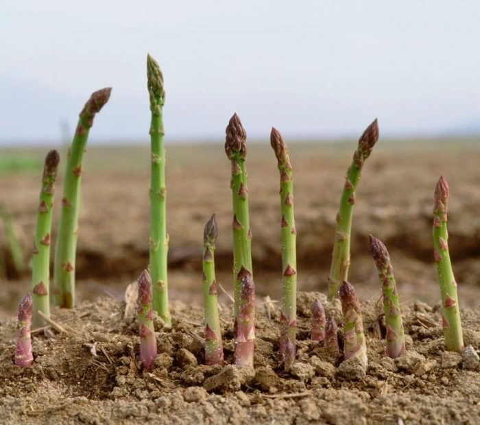 спаржа выращивание