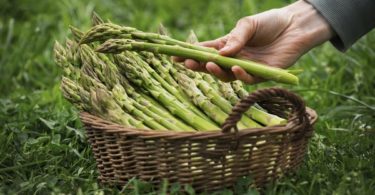 Выращивание спаржи