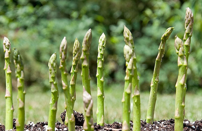 вырастить спаржу дома